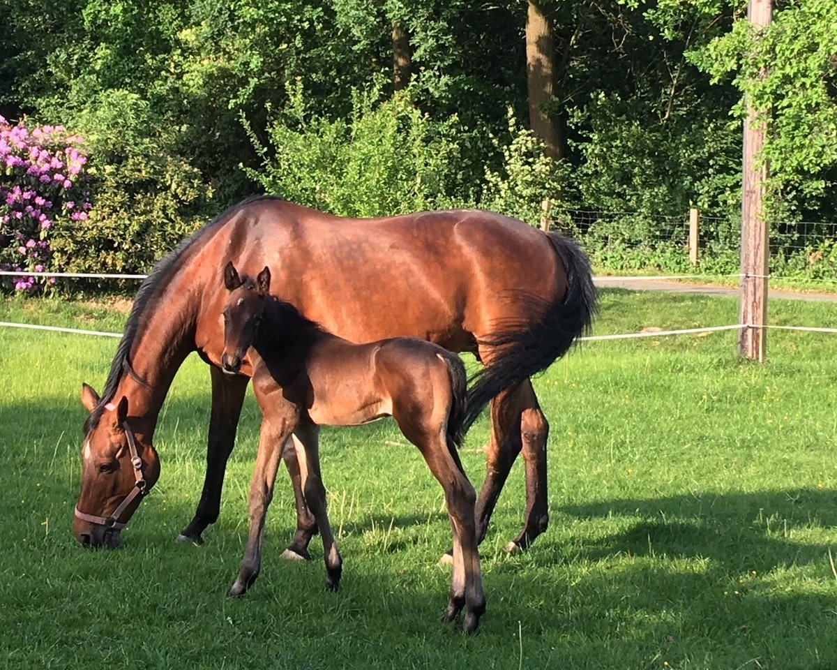Geländepferd Kara Rhaegar (Trakehner, 2018, von Honoré du Soir)
