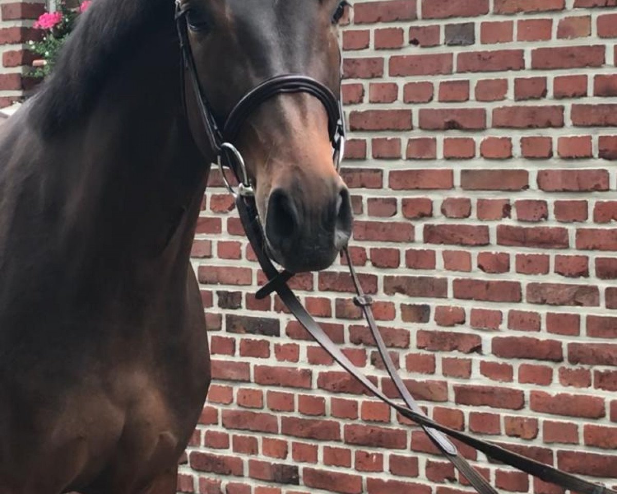 broodmare Conchita 138 (Oldenburg show jumper, 2015, from Cristallo I)