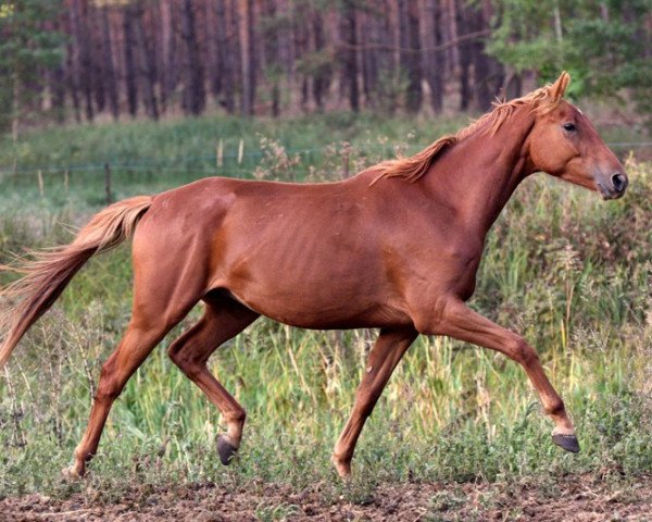 horse Vektor (Trakehner, 2015, from Icare d'Olympe AA)