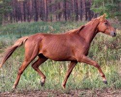 Pferd Vektor (Trakehner, 2015, von Icare d'Olympe AA)