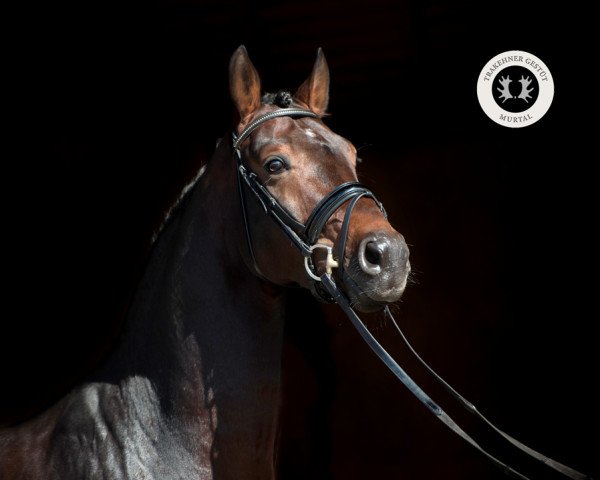 stallion Double Hit (Oldenburg, 2015, from Diamond Hit)