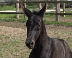 broodmare Bernstern (Hanoverian, 2019, from Bernay)