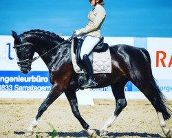 dressage horse Renoir Liberte (Hanoverian, 2009, from Rotspon)