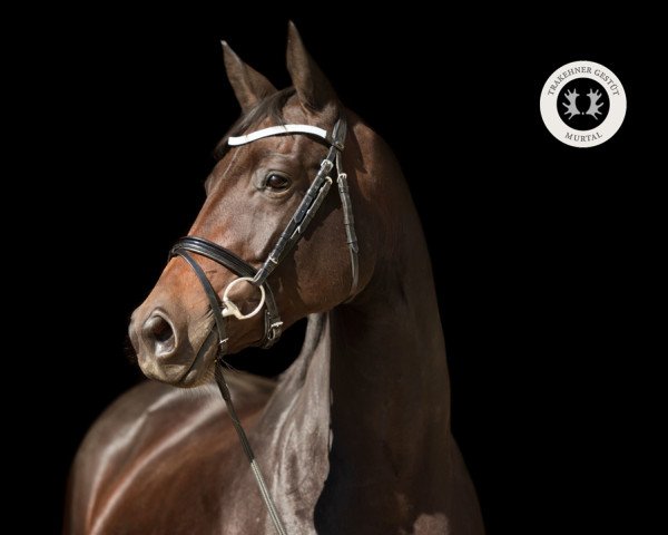 Zuchtstute Himbeere (Trakehner, 2013, von Easton)