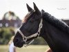 dressage horse Rosalie 167 (Hanoverian, 2007, from Rotspon)