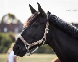 dressage horse Rosalie 167 (Hanoverian, 2007, from Rotspon)