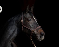 broodmare Havre de Paix (Trakehner, 2007, from Cadeau)