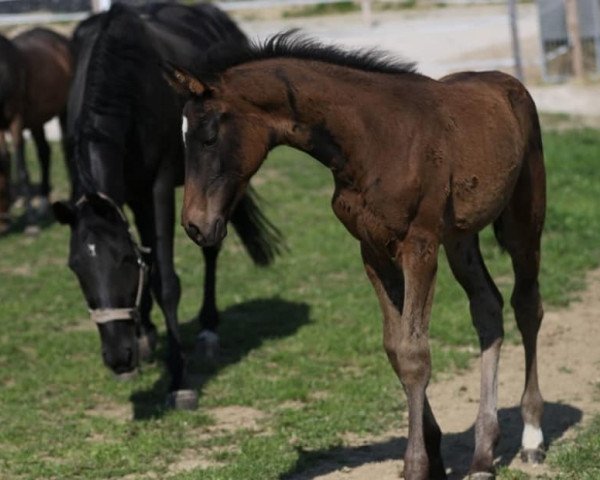 broodmare Wanda (Austrian Warmblood, 2019, from Fürst Romancier)