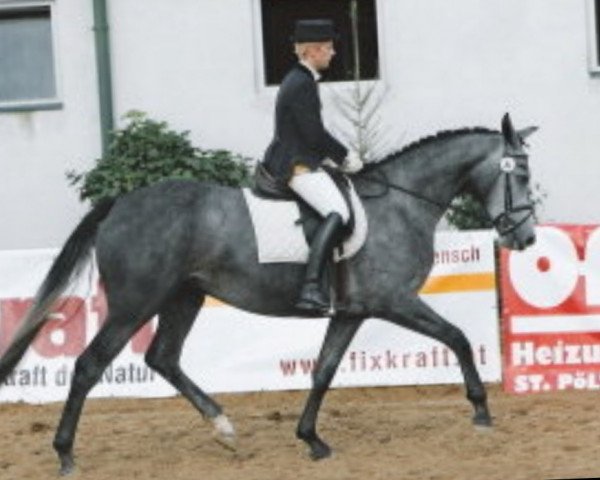 broodmare Wallstreet (Old Austrian Warmblood, 2002, from Rubioso N)