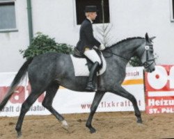 broodmare Wallstreet (Old Austrian Warmblood, 2002, from Rubioso N)