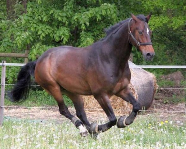 dressage horse Laszlo 77 (Hanoverian, 2005, from Laurentio)