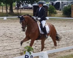 dressage horse Bluehorse For Ferrero (Hanoverian, 2016, from San Amour I)