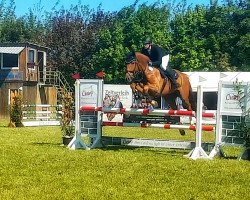 jumper Debrecen (Oldenburg show jumper, 2008, from Gibus d'Alleaume)