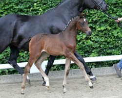 dressage horse First Touch of Magic (Hanoverian, 2019, from Fantastic)