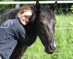 dressage horse Feldia S (Oldenburg, 2015, from Buenos Dias 6)