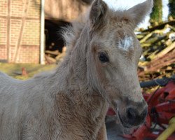 Springpferd Stute von Lucky Lao I / Intermetzo Melody (Westfale, 2019, von Lucky Lao)