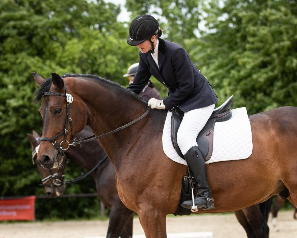 dressage horse Lester Piggott (Hanoverian, 2007, from Lauries As)