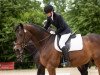 dressage horse Lester Piggott (Hanoverian, 2007, from Lauries As)