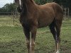 dressage horse ZG Masuch/Lübbering (Westphalian, 2019, from For Romance I)