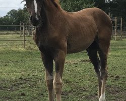 dressage horse ZG Masuch/Lübbering (Westphalian, 2019, from For Romance I)