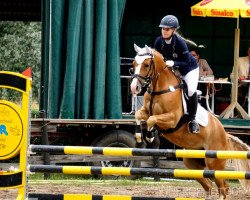 jumper Stukhuster Soul of Gold (Nederlands Welsh Ridepony, 2013, from Leuns Veld's Winston)