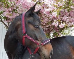 broodmare Samira (German Sport Horse, 2004, from Samba Hit I)