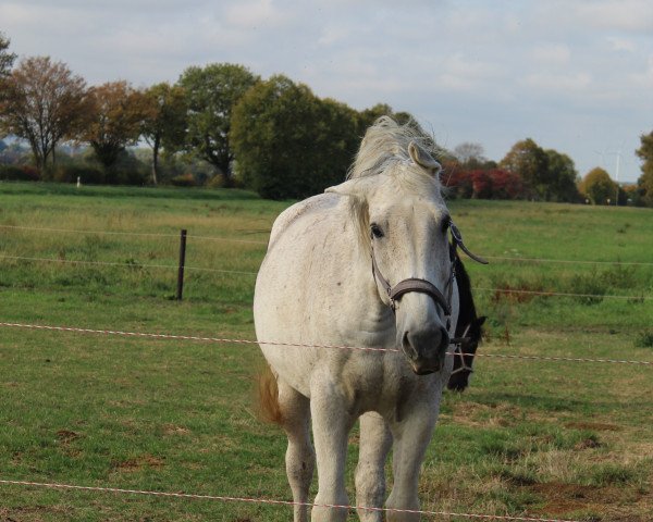 Pferd Delgado 56 (Belgisches Warmblut, 2003, von Tamura van 't Heike)