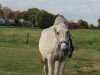 horse Delgado 56 (Belgian Warmblood, 2003, from Tamura van 't Heike)