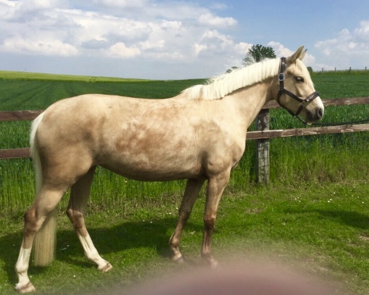 dressage horse Dance of colour v.H. (German Riding Pony, 2015, from Dance Star AT NRW)