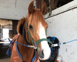 dressage horse PHW's Paula (German Riding Pony, 2015, from Graciano 90)