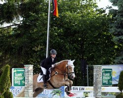 Dressurpferd St. Amiras (Haflinger, 2006, von Stüber)