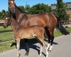 broodmare Stutfohlen (Hanoverian, 2019, from Fürst Wilhelm)