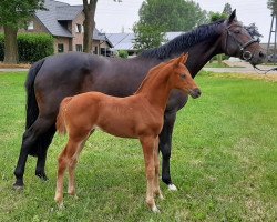 dressage horse Doris (Rhinelander,  , from Destano)