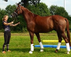 dressage horse Day-Dream 9 (Hanoverian, 2010, from Desperados FRH)