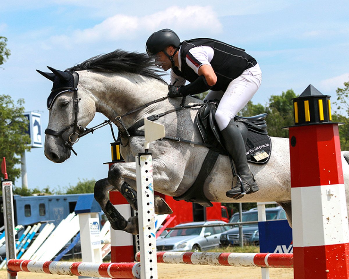 jumper Oscar dos Santos (Holsteiner, 2011, from Quirado)