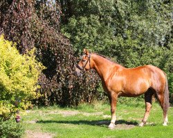 dressage horse Brudny Hary (unknown, 2003)