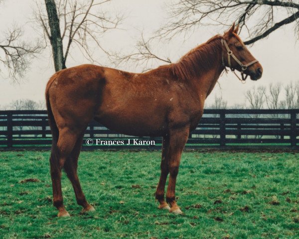 broodmare Allez Les Trois xx (Thoroughbred, 1991, from Riverman xx)