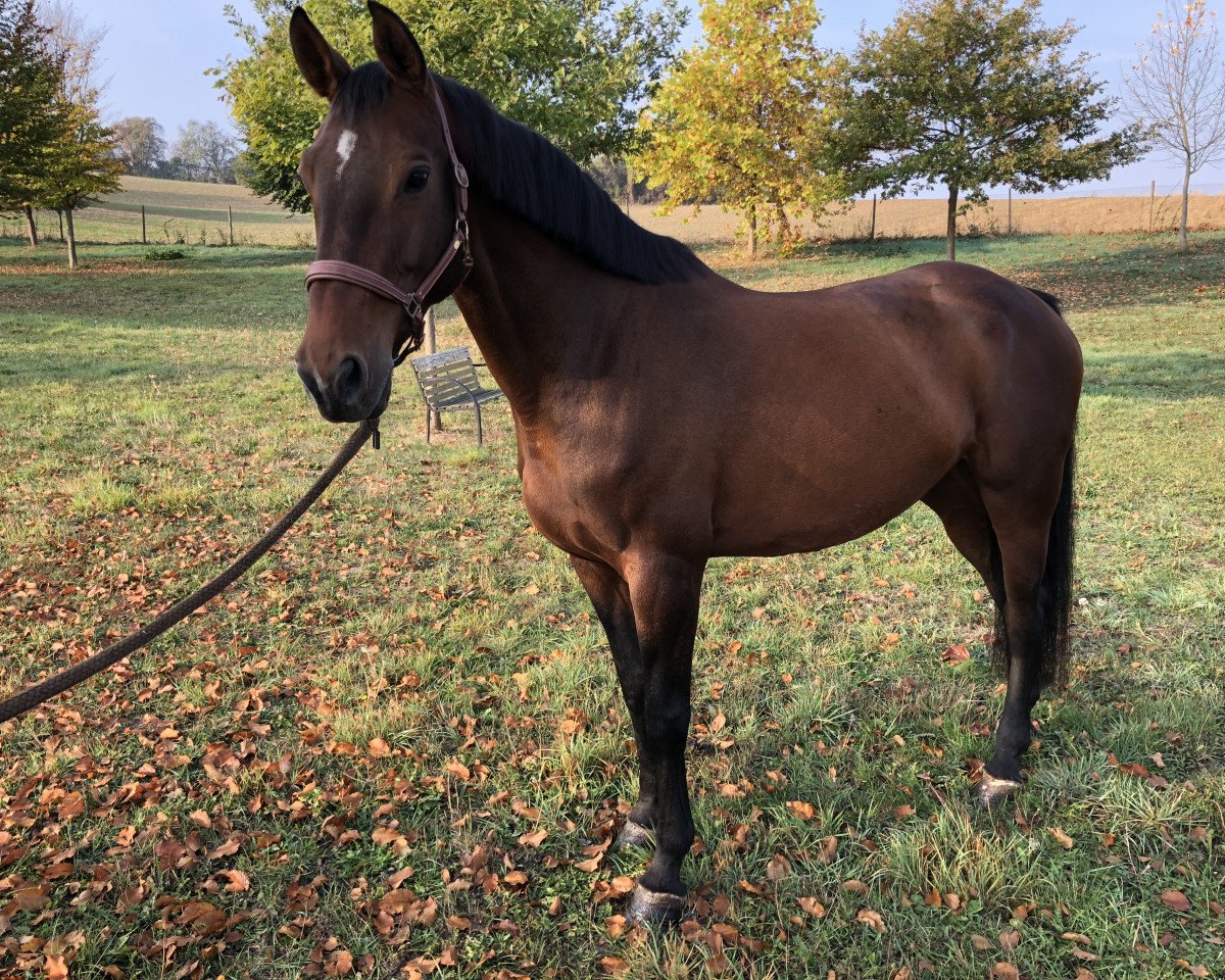 broodmare Nangijala (KWPN (Royal Dutch Sporthorse), 2000, from Numero Uno)
