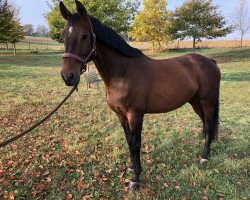 broodmare Nangijala (KWPN (Royal Dutch Sporthorse), 2000, from Numero Uno)