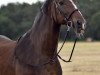 broodmare Penny (Brandenburg, 1996, from Pik Solo)