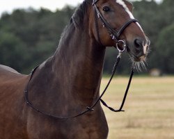 broodmare Penny (Brandenburg, 1996, from Pik Solo)