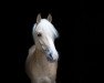 dressage horse Traumfänger 6 (German Riding Pony, 2012)