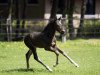 jumper Born To Be Wild (KWPN (Royal Dutch Sporthorse), 2006)