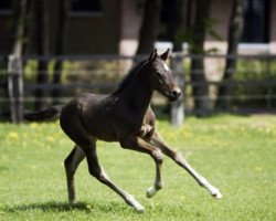 Springpferd Born To Be Wild (KWPN (Niederländisches Warmblut), 2006)