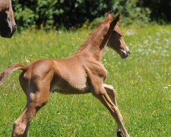 Springpferd Chipollina (Württemberger, 2019, von Chacfly PS)