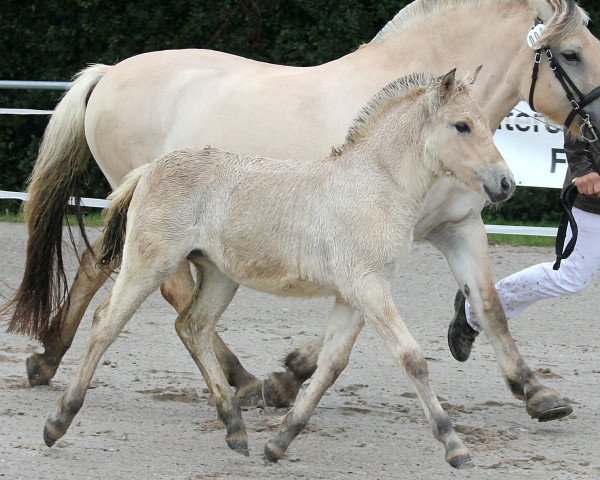 horse Giara (Fjord Horse, 2021, from Mr. Tveiten N.2591)