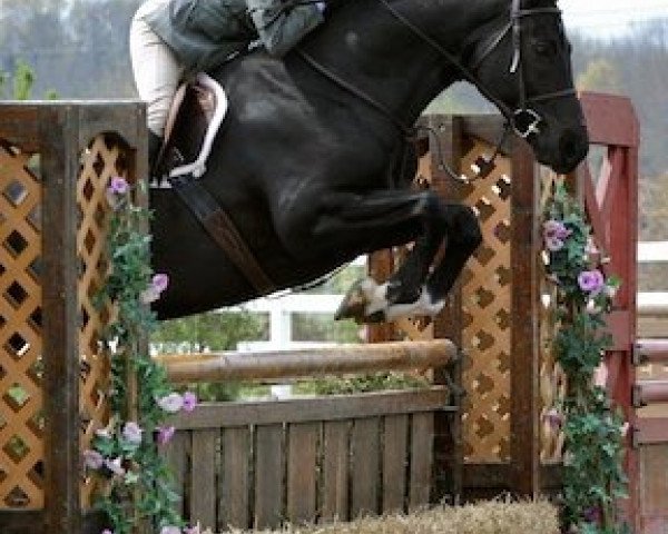 horse Pasco 18 (Hessian Warmblood, 2000, from Piano II)