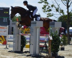 jumper Calistra 18 (Hanoverian, 2012, from Cloney)