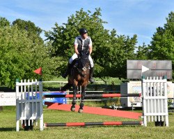 Springpferd Jolyboy (Schweizer Warmblut, 2006, von Joly St. Hubert)