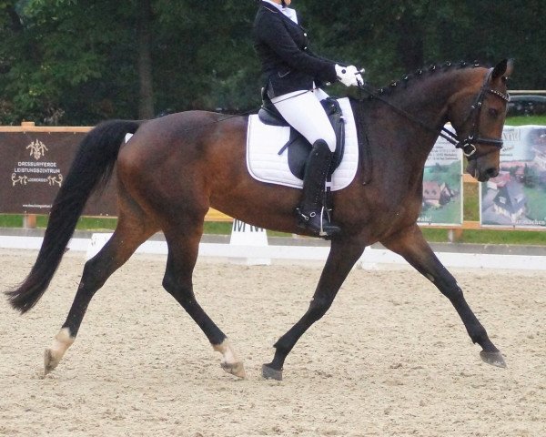 dressage horse Donnami (Royal Warmblood Studbook of the Netherlands (KWPN), 2013, from Don Tango B)